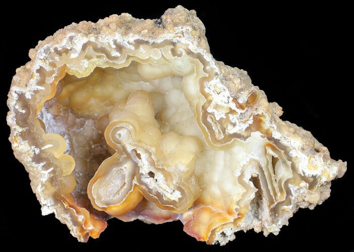 Beautiful, Agatized Fossil Coral Geode - Florida #56087